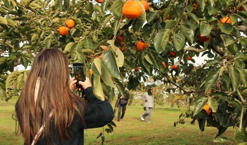 柿食べ比べコース
