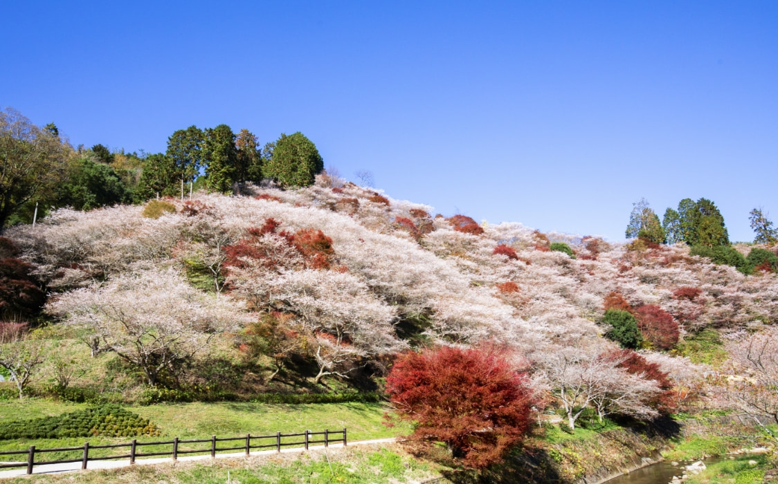 川見四季桜の里