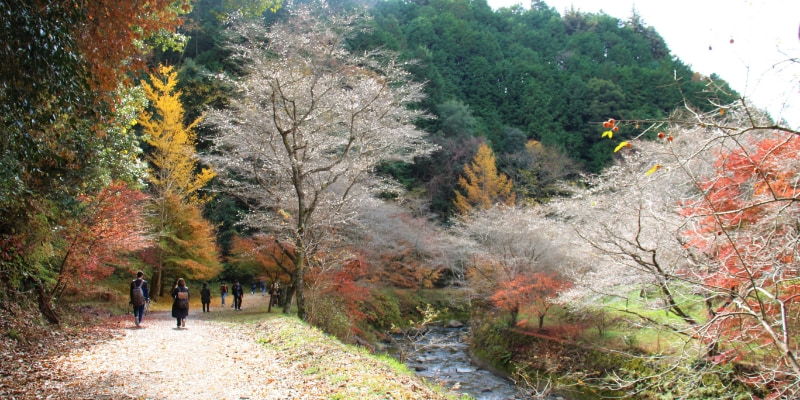 Senmi Shikizakura no Sato Park