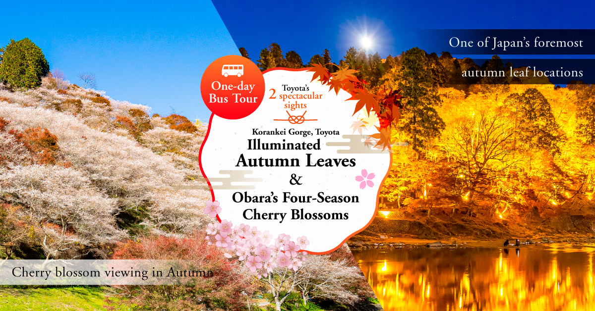 Toyota's Korankei Illuminated Autumn<br>Leaves & Obara Shikizakura One-day Bus Tour