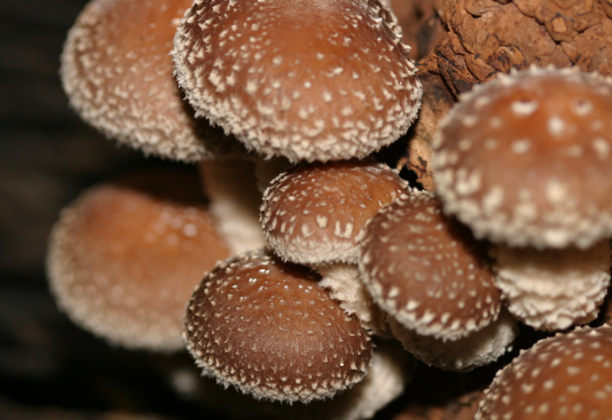 Funghi shiitake