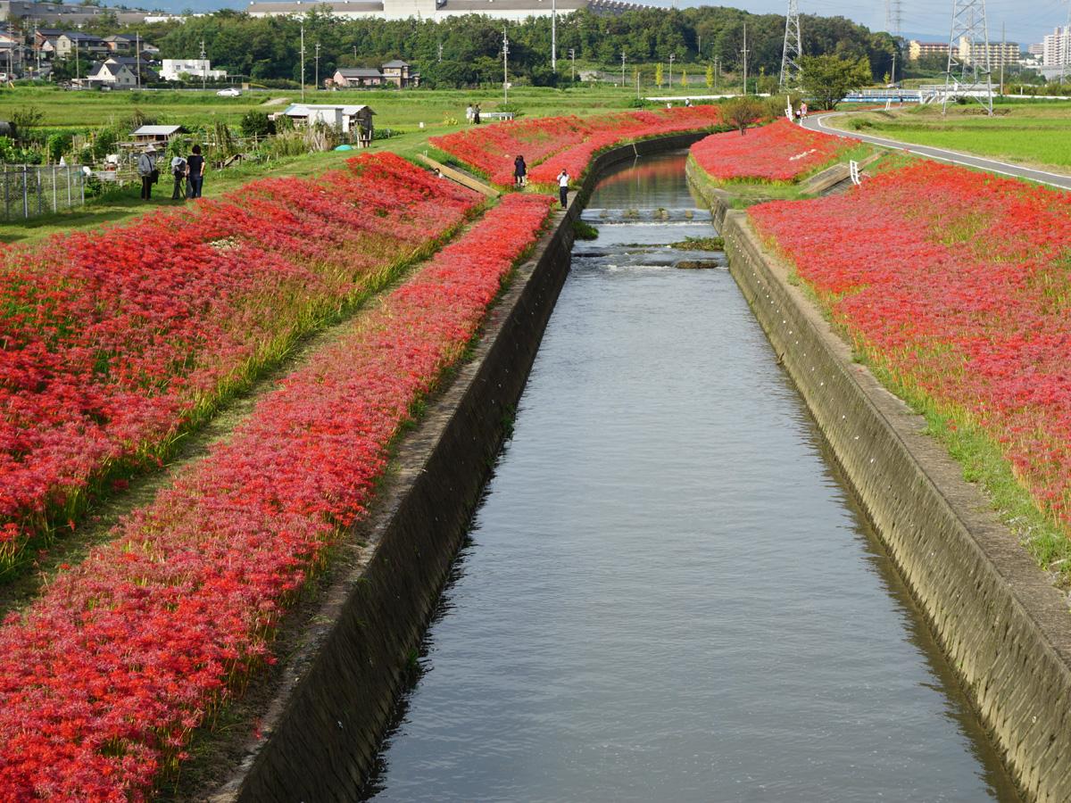 Red Spider Lilies of the Aizumame River