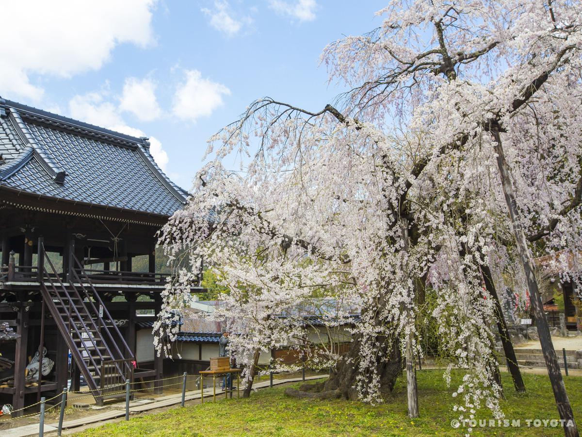 瑞龍寺しだれ桜まつり 公式 愛知県豊田市の観光サイト ツーリズムとよた