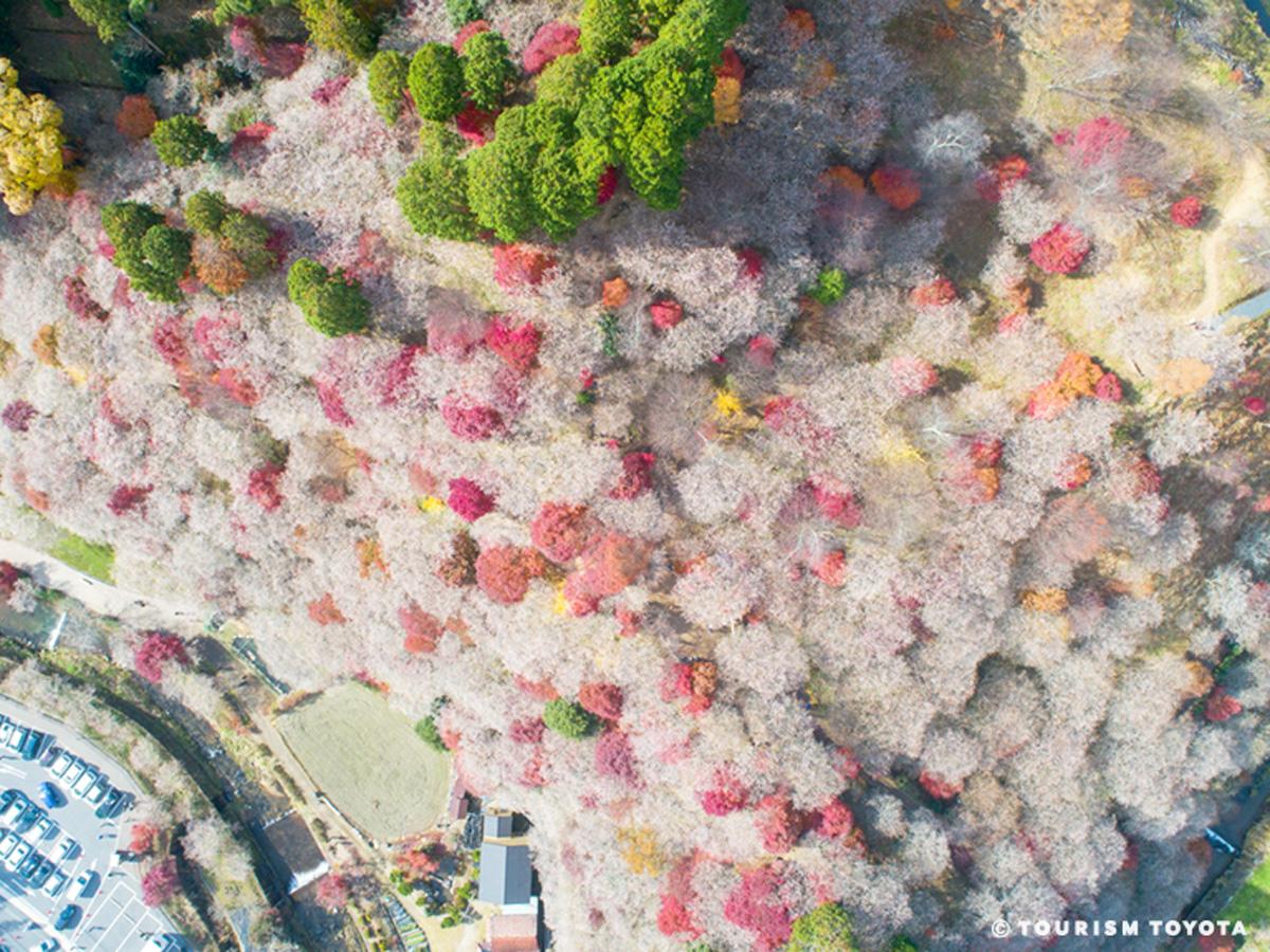 Semmi Shikizakura no Sato Park