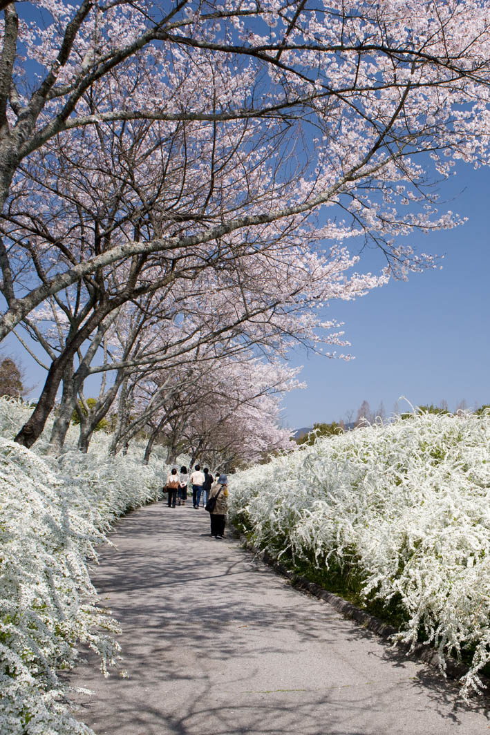 感受四季、探寻日本著名武将德川家康根源之旅