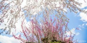 爽快ツーリングで春景色を巡るコース