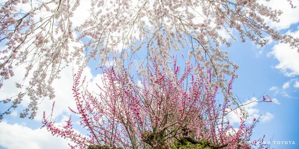 爽快ツーリングで春景色を巡るコース