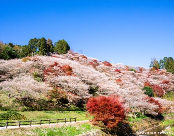 川見四季桜の里