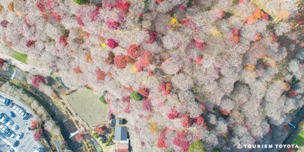 見て・食べて・体験して、丸ごと小原満喫プラン