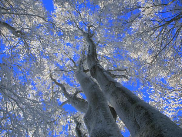 ต้นไม้น้ำแข็งในป่าโบราณเมนโนะกิ (Mennoki Soft Rime Virgin Forest)