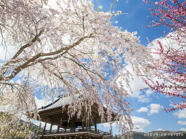 瑞龍寺しだれ桜まつり
