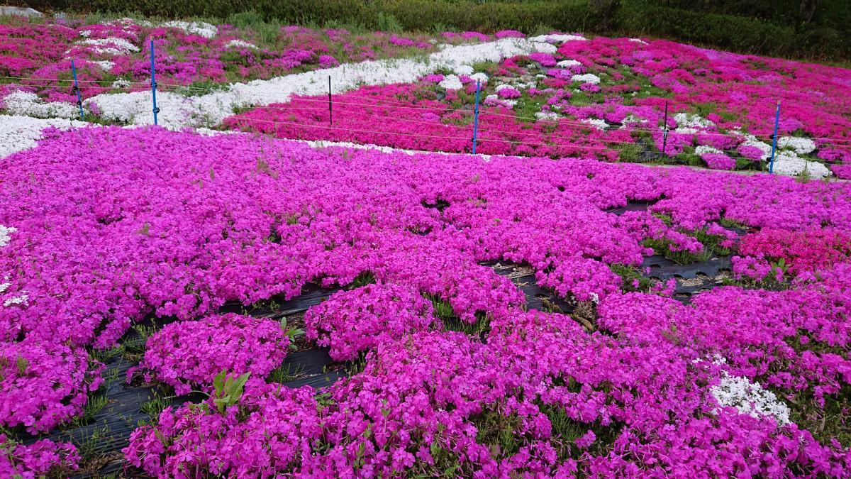 川見四季桜の里