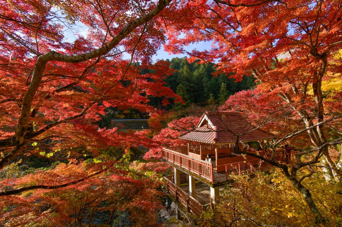 稲武 もみじまつり