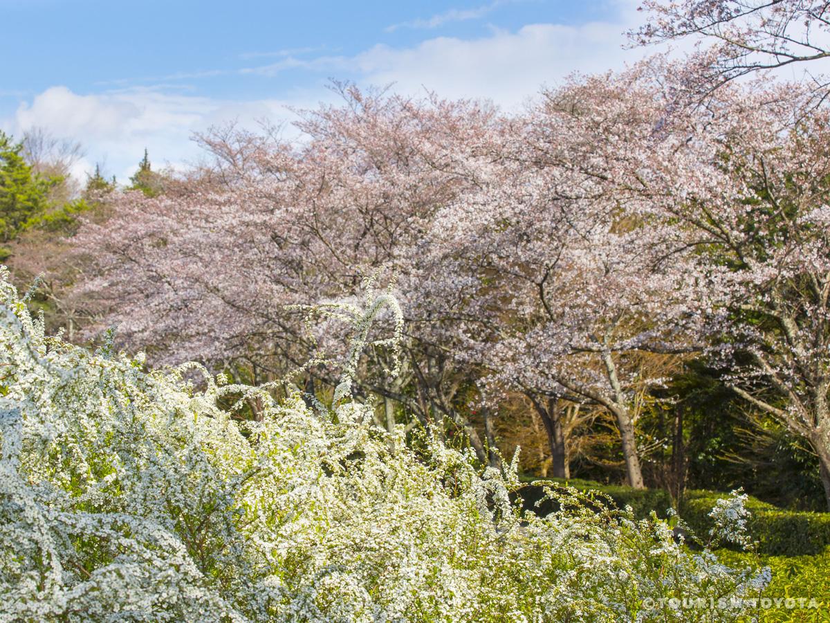 愛知県緑化センター　サクラとユキヤナギ