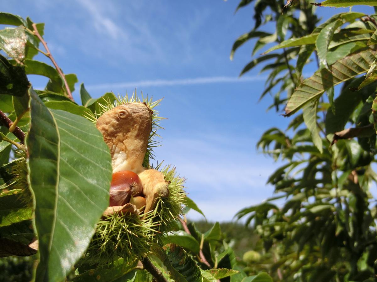足助みたち栗園 栗拾い