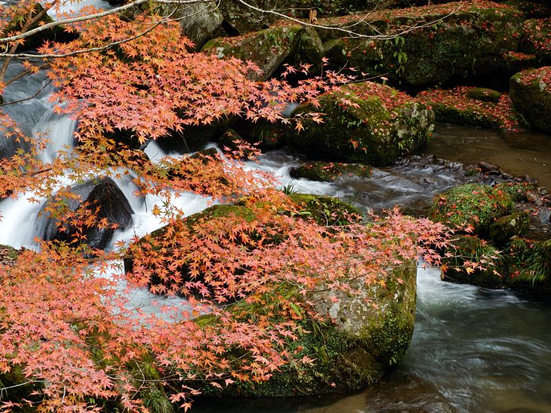 Otaki Gorge Maple Festival