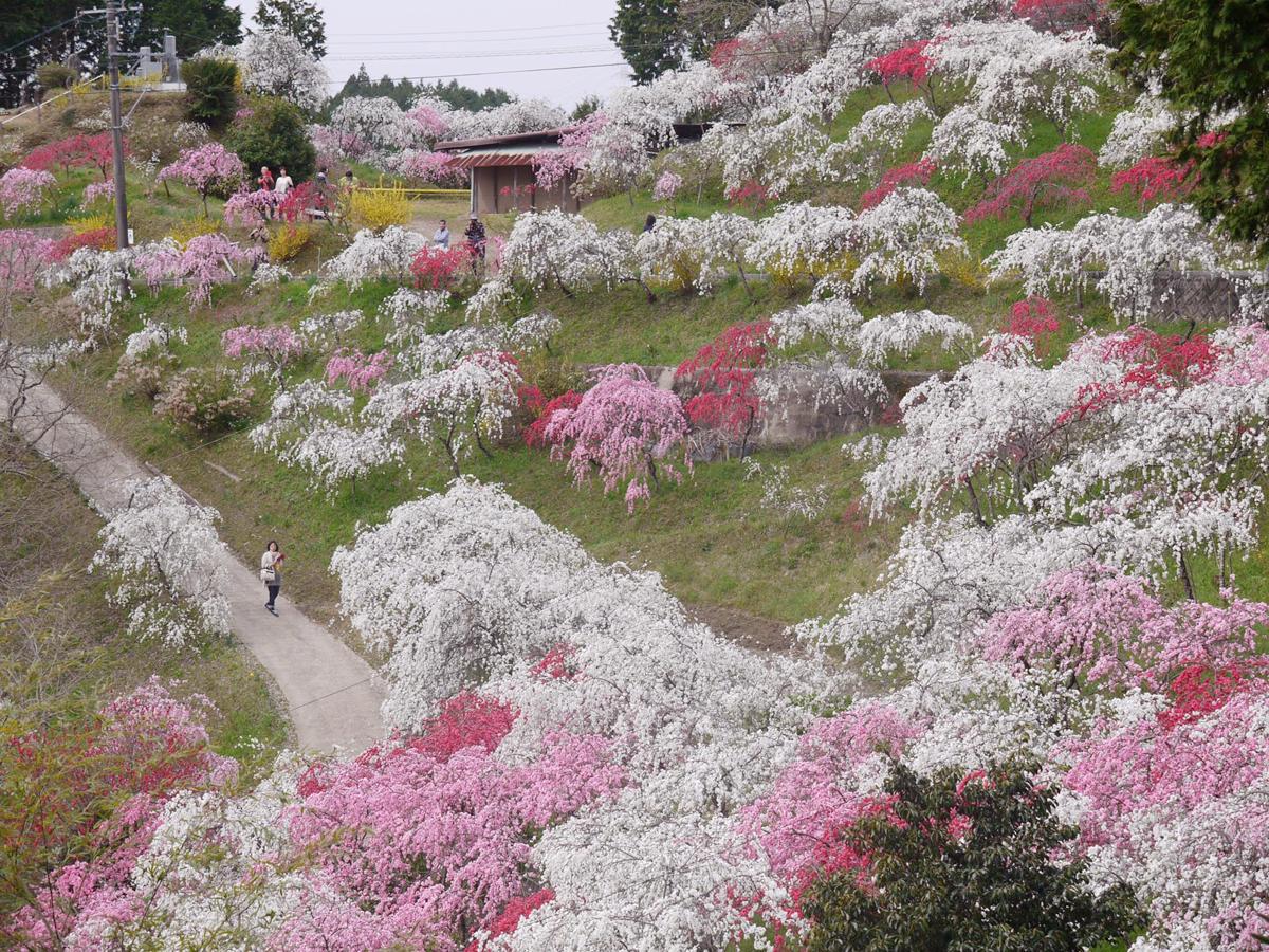 上中のしだれ桃