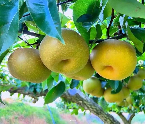 うめこう桃梨苺園