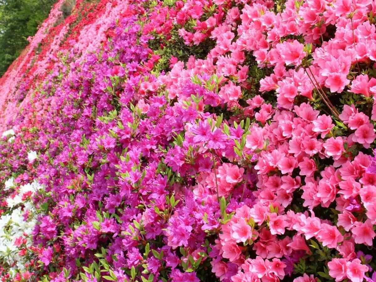 キリシマツツジ