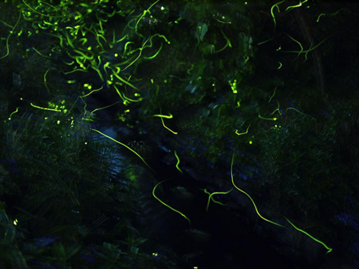 大井平公園ほたる