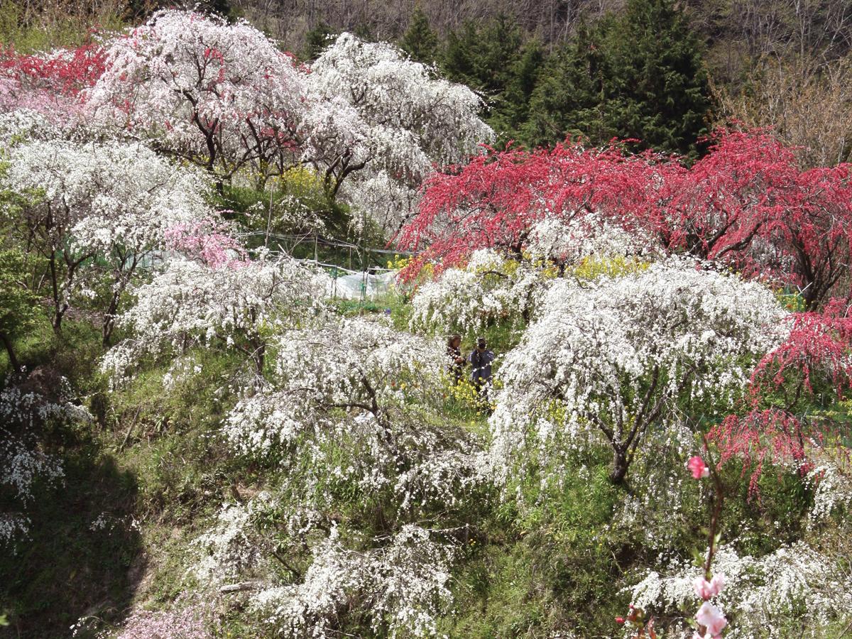 上中のしだれ桃