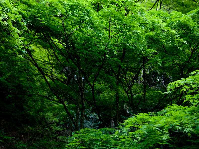 Otaki Gorge