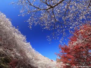 小原四季桜まつり