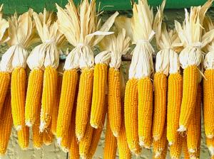 はっぴー農産・はっぴーバウム