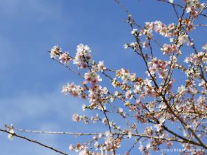 小原四季桜まつり