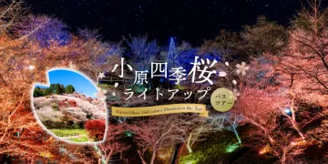 豊田・小原四季桜ライトアップ　日帰りバスツアー