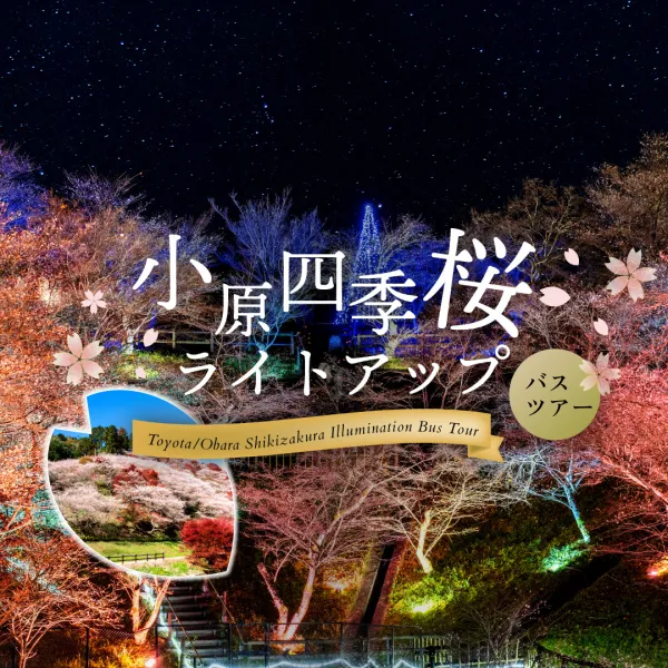 豊田・小原四季桜ライトアップ　日帰りバスツアー
