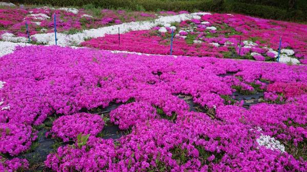 川見四季桜の里
