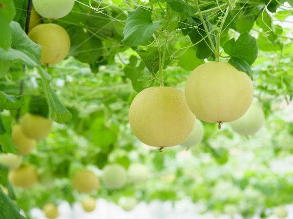 ころころ可愛い♪ころたんメロン狩り