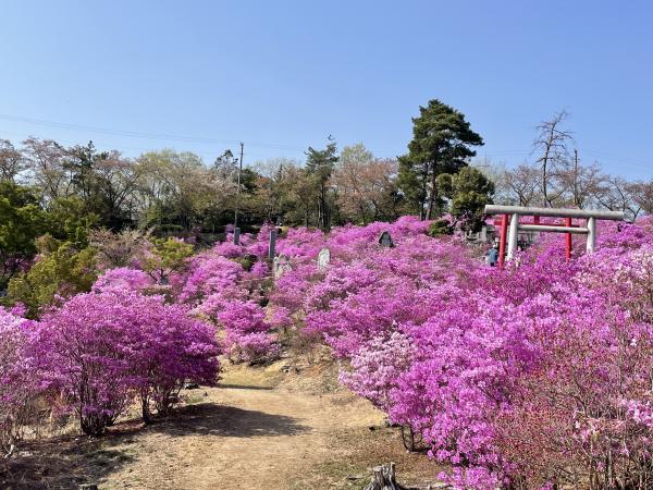 古瀬間御嶽神社（コバノミツバツツジの群生）