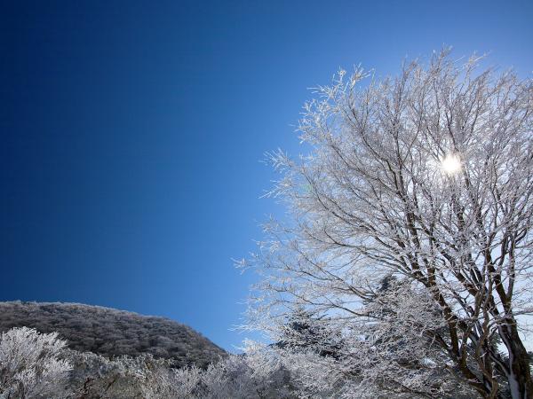 面ノ木園地の樹氷