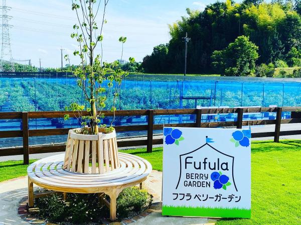 フフラ ベリーガーデン　ブルーベリー狩り