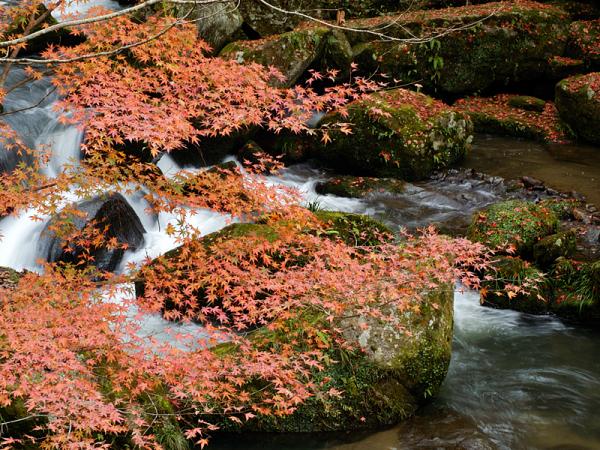 Otaki Gorge Maple Festival