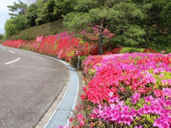 キリシマツツジ