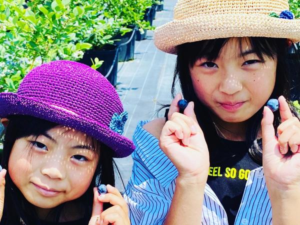 フフラ ベリーガーデン　ブルーベリー狩り
