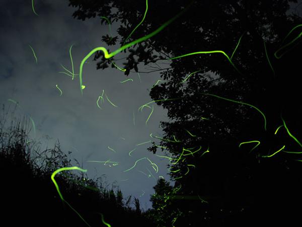 大井平公園ほたる