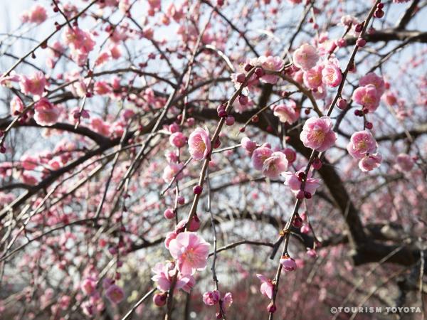 平芝公園梅まつり