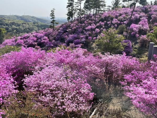 古瀬間御嶽神社（コバノミツバツツジの群生）