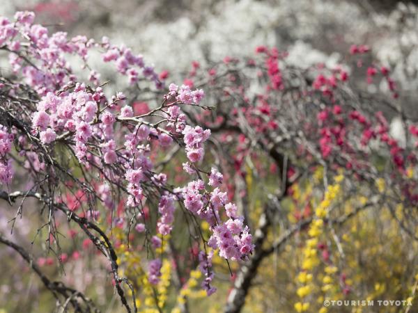 Kaminaka Weeping Peach Blossoms