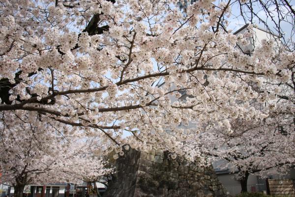 桜城址公園