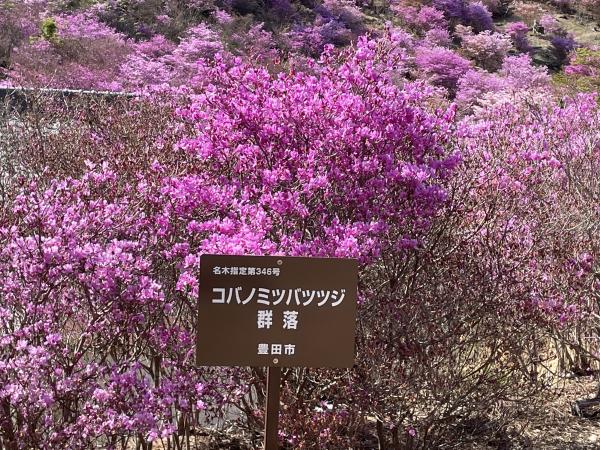 古瀬間御嶽神社（コバノミツバツツジの群生）