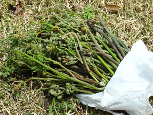足助みたち栗園 わらび狩り