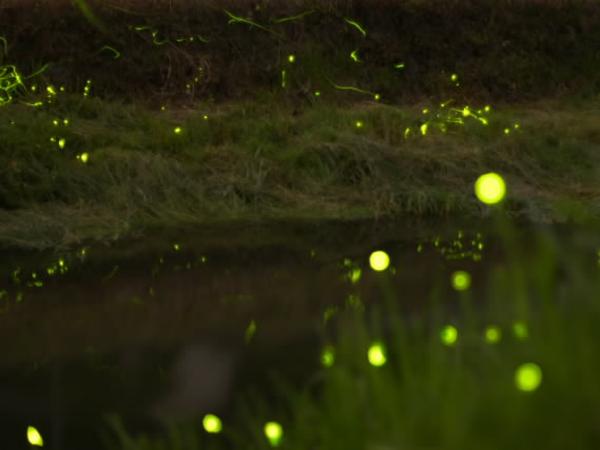 大井平公園ほたる