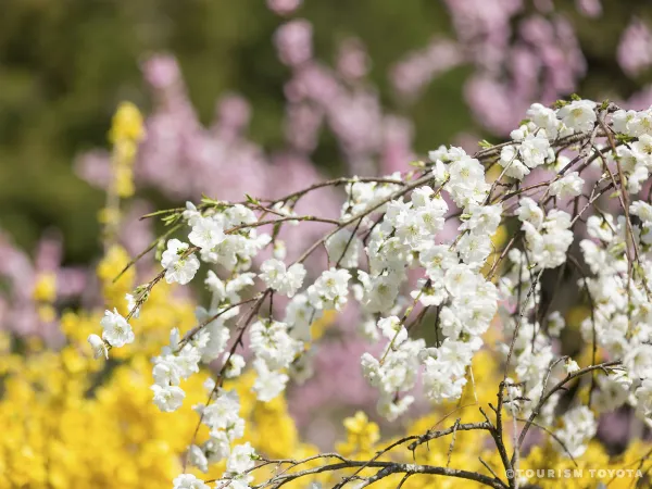 Kaminaka Weeping Peach Blossoms