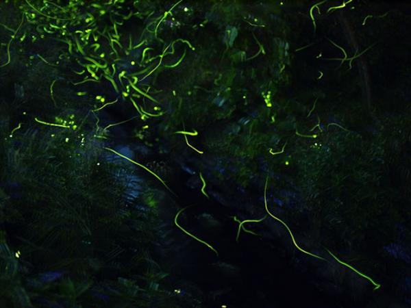 大井平公園ほたる