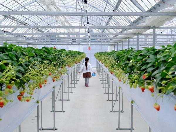 ストロベリーパークみふね